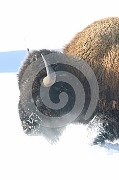 Bison Trudging Through Snow