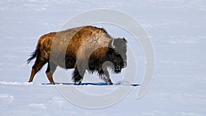 Bison Trudging through Snow