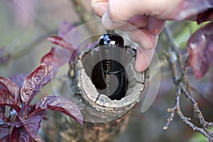 Bison Tube Cache In A Tree