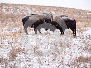 Bison Tussle in Winter at Custer State park