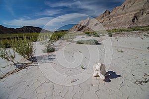 A bison vertebra bone sits on parched clay, baking in the sun.