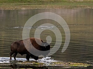 Bison Wades Through The Shallows Of The Yellowstone River
