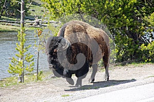 Bison Walking