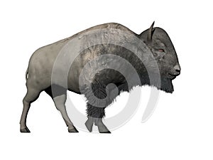 Bison walking - 3D render
