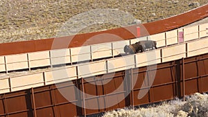 Bison Walking Down Corral