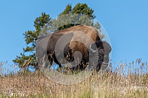 Bison walking and grazing on the roadside