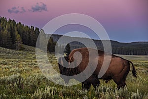 Bison walking through the meadows of Hayden Valley at sunset