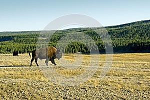 Bison Walking in Yellowstone Park