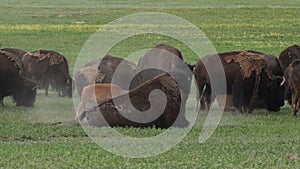 Bison Walks in Front of Herd