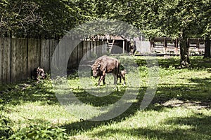 Bison walks in the yard, Bialowieza National Park