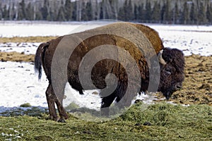 Bison, Whitehorse, Yukon Territories, Canada photo