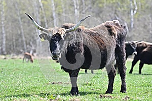 bison wild ancestor of domestic cattle