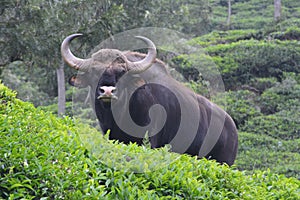 Bison wild animal - mammals in tea estate