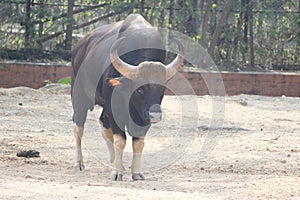 A bison or a wild cattle looks at the camera as I snapped this picture. It looks in anger and approached me later