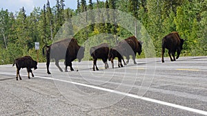 Bison Wildlife Crossing the Road