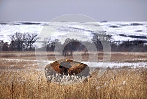 Bison in winter