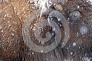 Bison - Winter Fur for the Snow