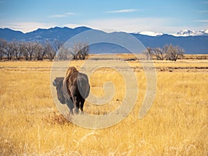 Bison in Winter Prairie, Rocky Mountain Landscape