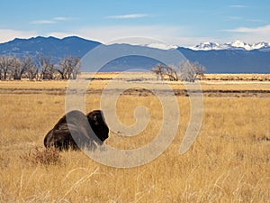 Bison in Winter Prairie, Rocky Mountain Landscape