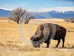 Bison in Winter Prairie, Rocky Mountain Landscape