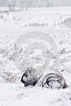 Bison in Winter Storm