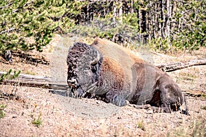 Bison at yeallowstone national park in wyoming