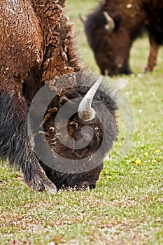 Bison in Yellowstone