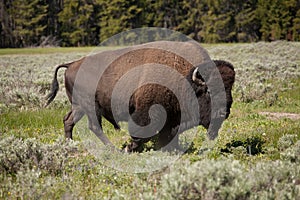 Bison or Yellowstone