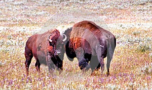 Bison in Yellowstone