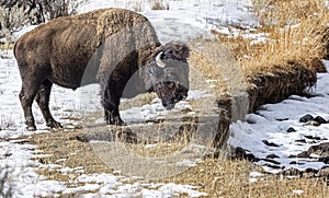 Bison Yellowstone February 2022