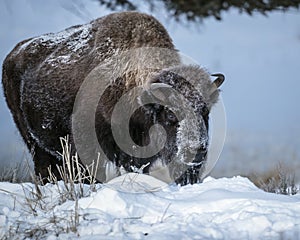 Bison Yellowstone January 2020