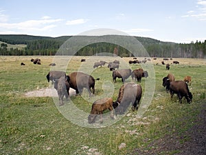 Bison in Yellowstone National Park