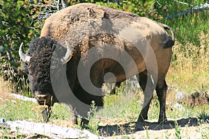 Bison in Yellowstone National Park