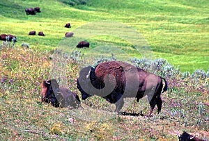 Bison - Yellowstone National Park