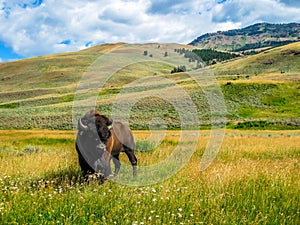 Bison in Yellowstone National Park