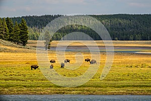 Bison of Yellowstone National Park