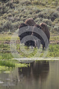 Bison in Yellowstone National Park during the summer mating season