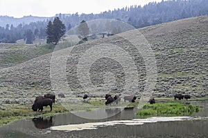 Bison in Yellowstone National Park during the summer mating season