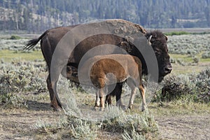 Bison in Yellowstone National Park during the summer mating season