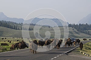 Bison in Yellowstone National Park during the summer mating season