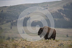 Bison in Yellowstone National Park during the summer mating season