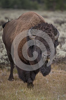 Bison in Yellowstone National Park during the summer mating season