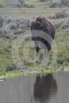 Bison in Yellowstone National Park during the summer mating season