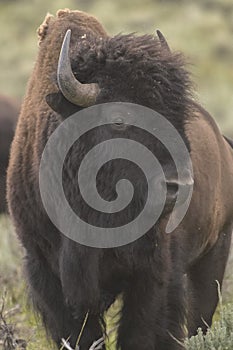 Bison in Yellowstone National Park during the summer mating season