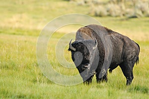 Bison of Yellowstone National Park, USA