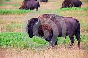 Bison in Yellowstone National Park Wyoming