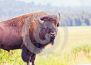 Bison in Yellowstone National Park Wyoming