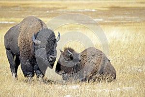 Bison at Yellowstone National Park, Wyoming