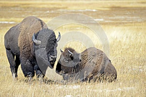 Bison at Yellowstone National Park, Wyoming photo