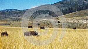 Bison, Yellowstone Park (Archival 1950s)